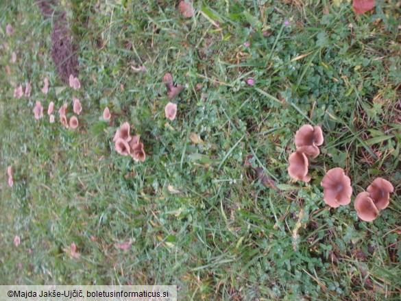 Pseudoclitocybe cyathiformis