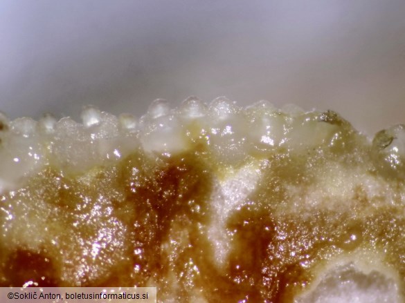 Hypomyces lateritius