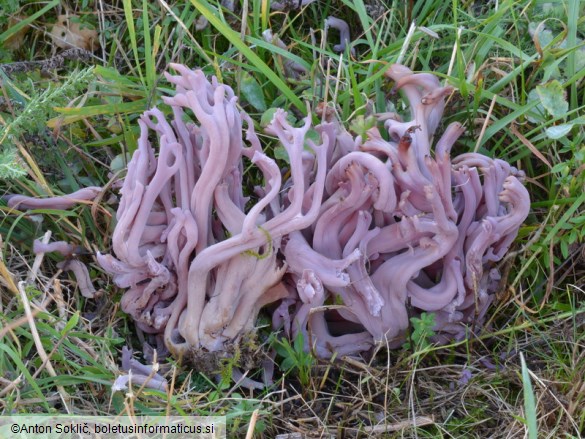 Clavaria zollingeri