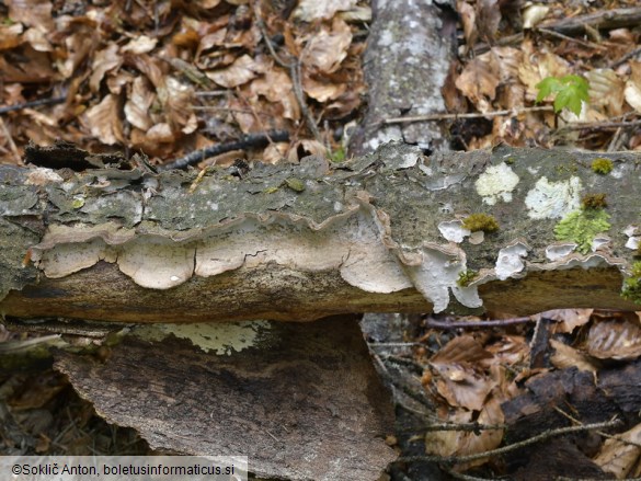 Laxitextum bicolor