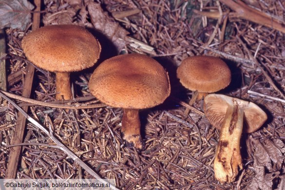 Cortinarius callisteus