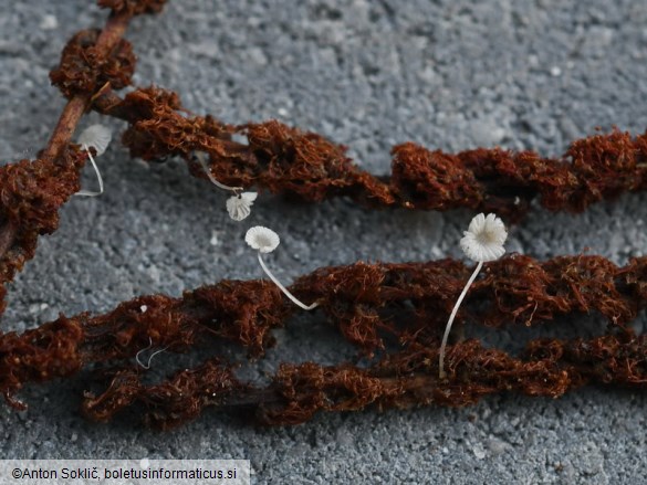 Mycena rhenana