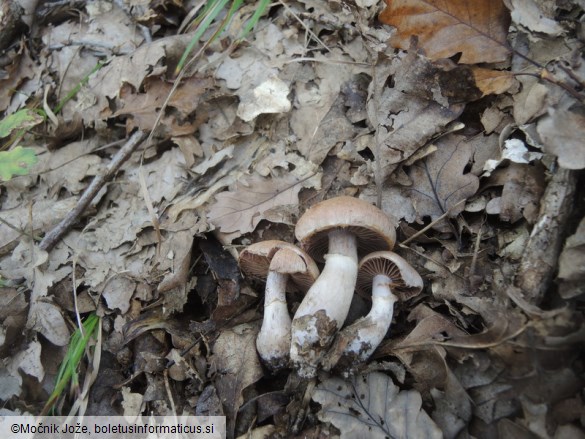 Cortinarius torvus