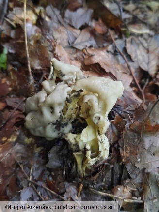 Helvella lacunosa