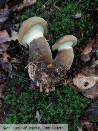 Paxillus atrotomentosus
