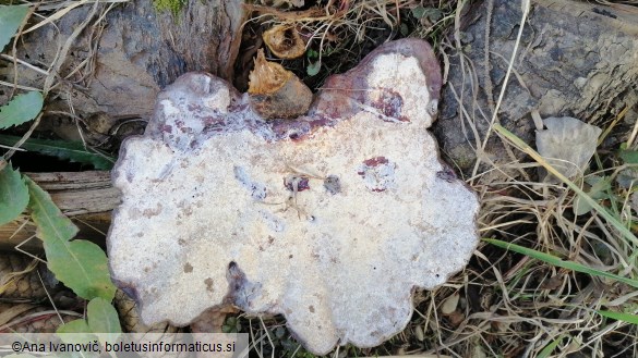 Ganoderma lucidum