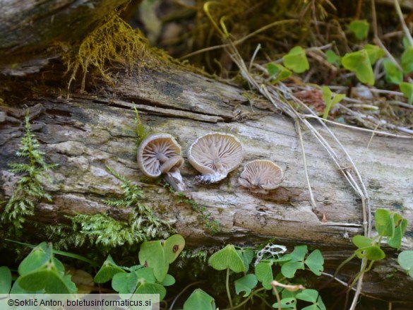 Entoloma depluens