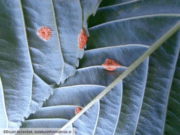 Puccinia coronata