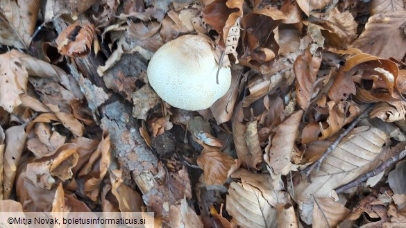 Lepiota ignivolvata