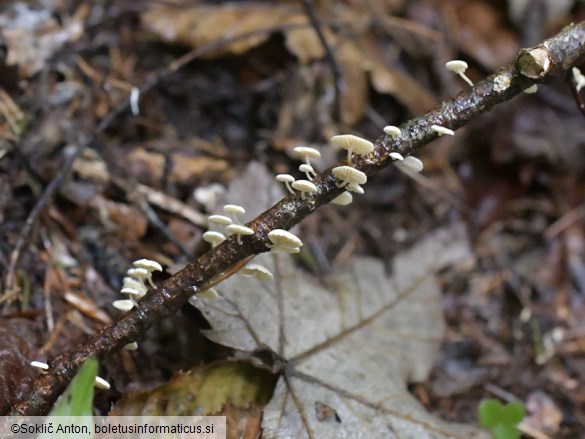 Collybiopsis ramealis