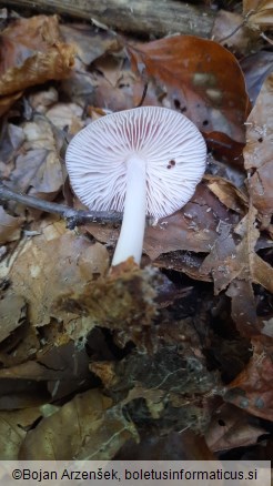 Mycena rosea