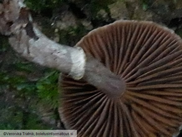 Cortinarius flexipes