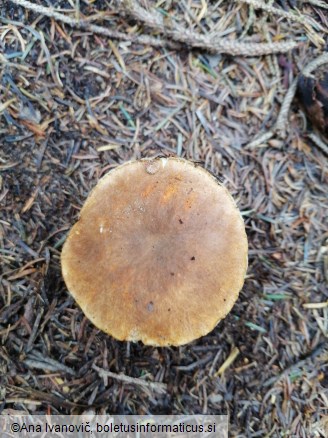 Boletus castaneus