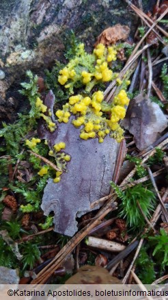 Physarum polycephalum