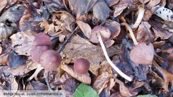 Psathyrella bipellis