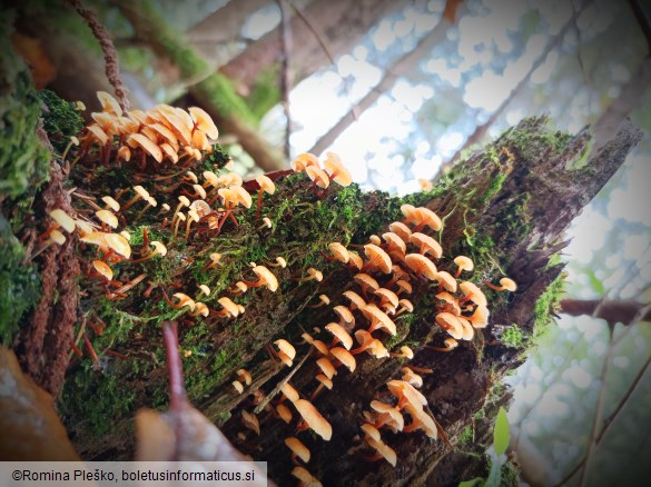 Xeromphalina campanella