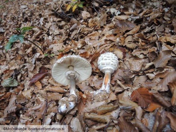 Chlorophyllum olivieri