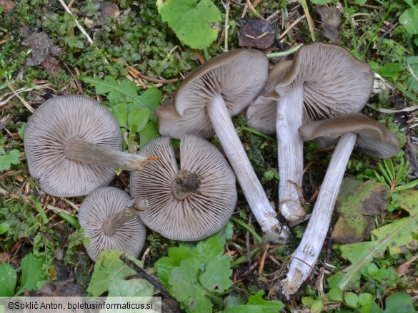 Entoloma sericeum