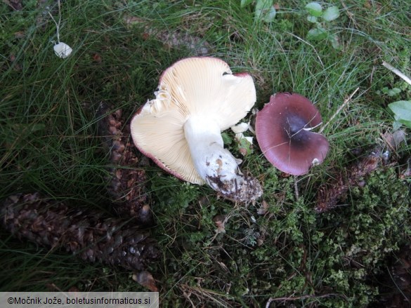 Russula nitida