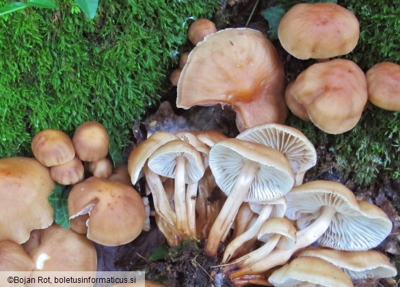 Gymnopus fusipes