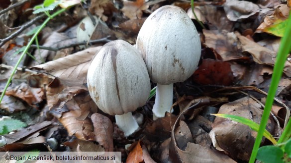 Coprinopsis atramentaria