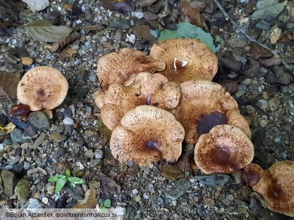 Paxillus rubicundulus
