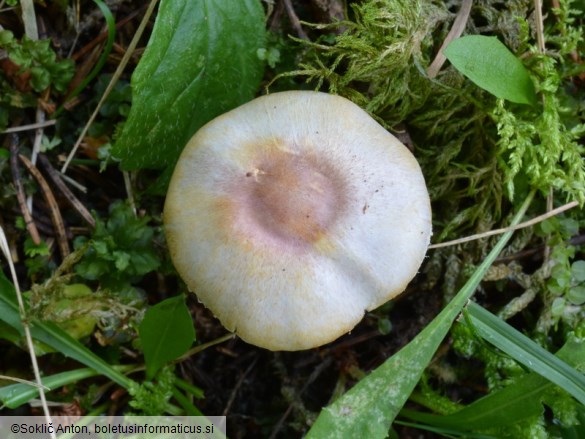 Agaricus semotus