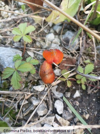 Hygrocybe conica