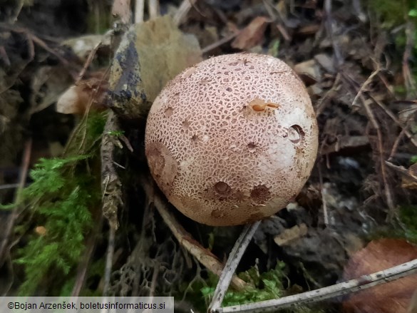 Scleroderma verrucosum