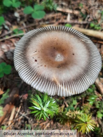 Amanita battarrae