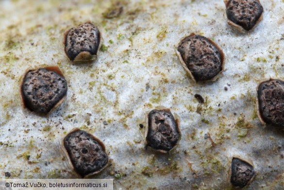 Melogramma campylosporum