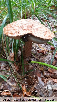 Leccinum quercinum