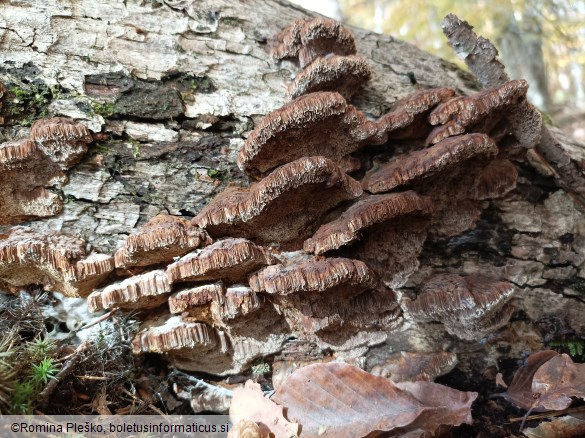 Mensularia nodulosa