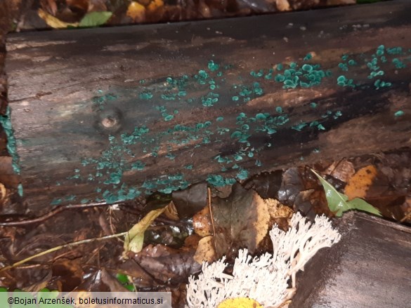 Chlorociboria aeruginascens