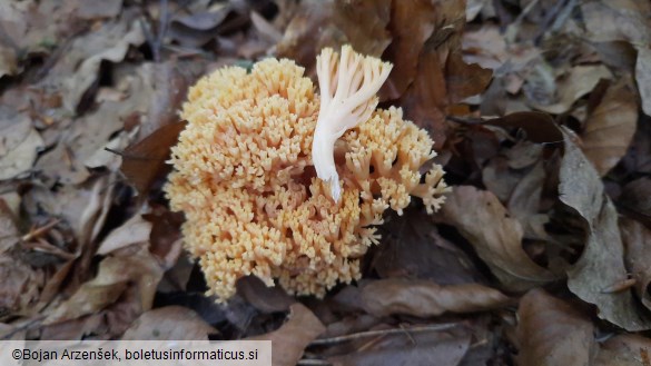 Ramaria flavosalmonicolor