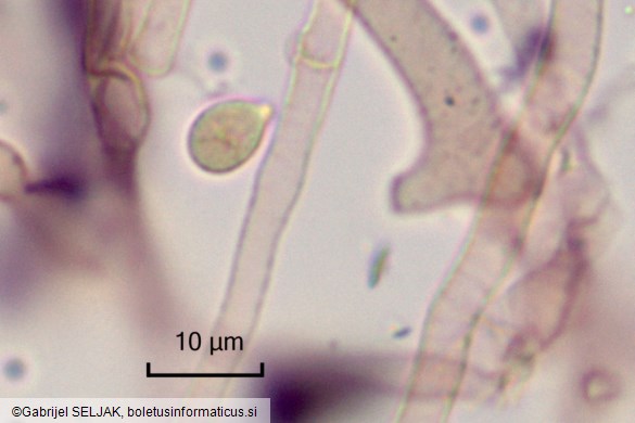Rimbachia arachnoidea
