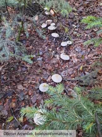 Agaricus abruptibulbus