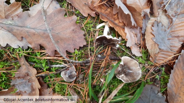 Tricholoma portentosum