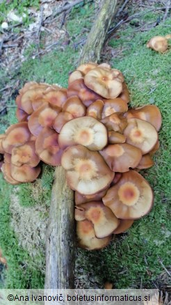 Kuehneromyces mutabilis