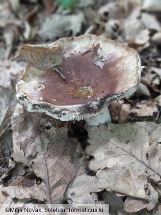 Russula adusta