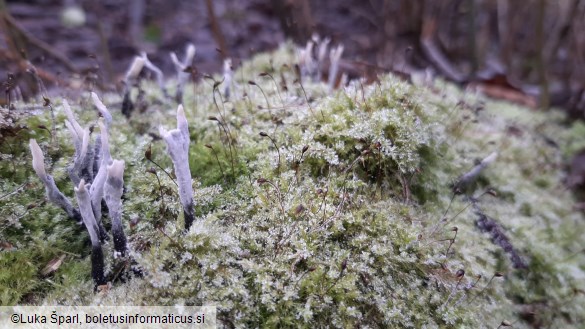 Xylaria hypoxylon