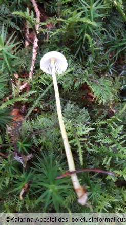 Mycena epipterygia