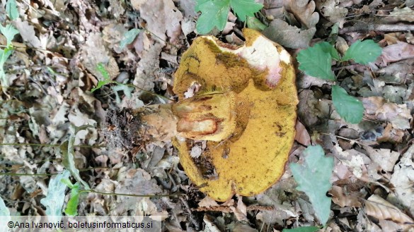 Boletus appendiculatus