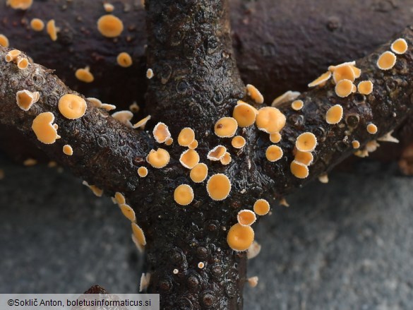 Lachnellula subtilissima