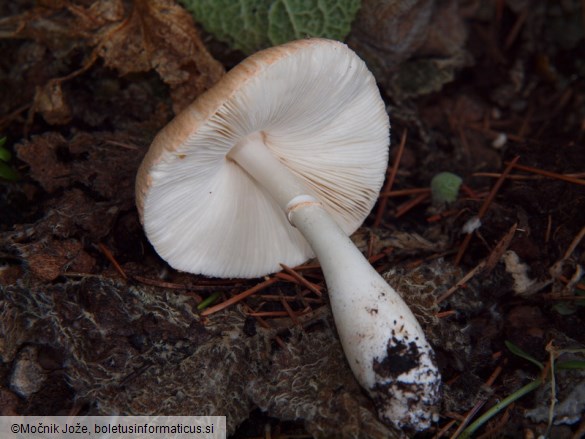 Leucoagaricus purpureorimosus