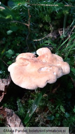 Hydnum rufescens