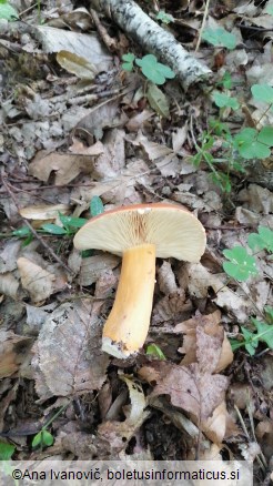 Lactarius volemus