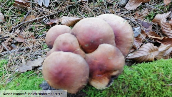 Hypholoma sublateritium