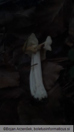 Helvella crispa