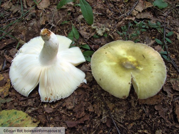 Russula violeipes